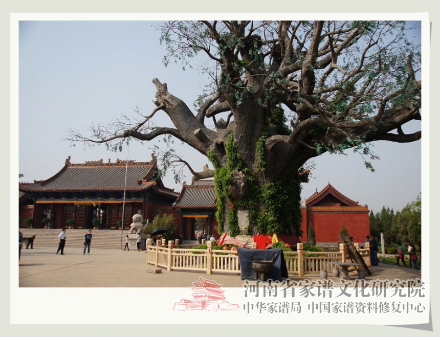 山西洪洞大槐樹.jpg